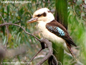 Echidna Walkabout Nature Tours & Wildlife Research Pic 4 - learn about the habits of Laughing Kookaburras and lots of other wild birds