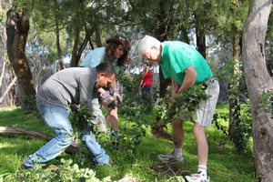 Echidna Walkabout Nature Tours & Wildlife Research Pic 5 - Volunteer Help a wild koala by pulling out a weed