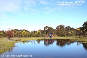 Echidna Walkabout Nature Tours & Wildlife Research Pic 3 - walking in the open Bushlands of Australia is relaxing and beautiful