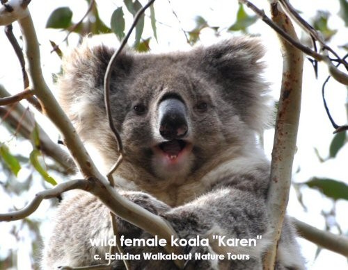 Echidna Walkabout Nature Tours & Wildlife Research Pic 1 - wild female koala Karen part of our Koala Research Project in the You Yangs