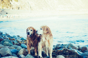 Dog Walkies Pic 3 - Happy and wet dogs