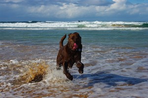 Dog Walkies Pic 2 - Kip having fun at the beach