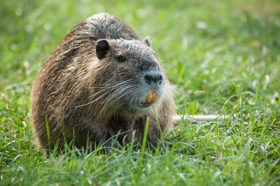 Rodent Treatment Brisbane Pic 1