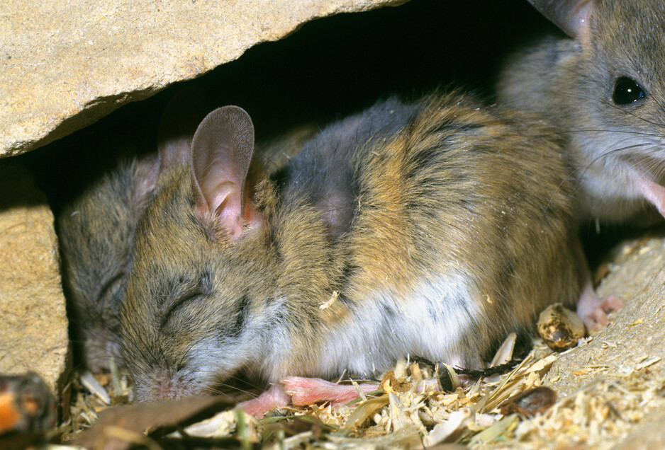 Rodent Treatment Brisbane Pic 2