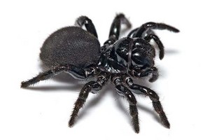 Neverfail Pest & Termite Solutions Pic 5 - Mouse Spider