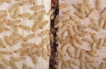 Neverfail Pest & Termite Solutions Pic 2 - Termites Termites Termites