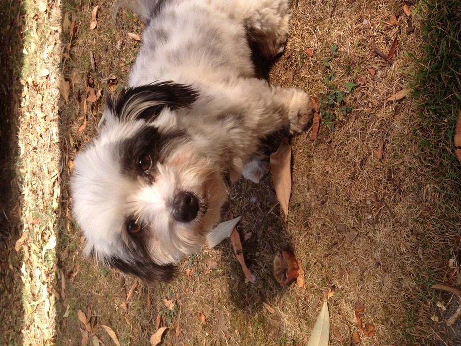 Ruff Ruffs Dog Grooming Salon Pic 1 - My name is Tank and I can get really tangled and dirty Im just a boy who loves to roll in mud I like Ruff Ruffs because I get treats and smell great when Im done