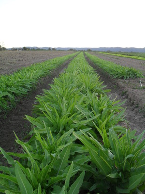 Royston Petrie Seeds Pic 4 - Celtuce seed production