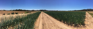 Royston Petrie Seeds Pic 2 - Onion seed production