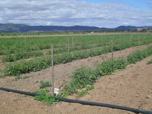 Royston Petrie Seeds Pic 3 - Tomato seed production