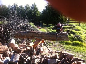 Ladybird Environmental Services Pty Ltd Pic 3 - Even big logs are not a problem