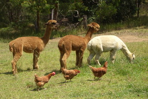 Madisons Mountain Retreat Pic 5 - Chooks free to roam