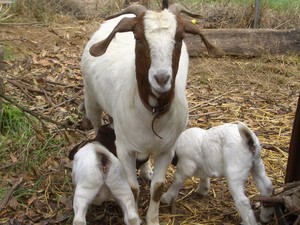 Madisons Mountain Retreat Pic 4 - Cute and comical goats