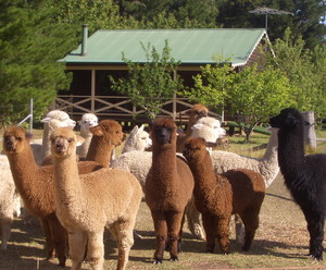 Madisons Mountain Retreat Pic 3 - Ever so soft fleecy alpacas