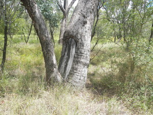 Converge Heritage + Community Pic 2 - Aboriginal cultural heritage