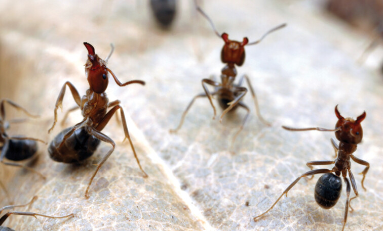 Pest Control Leichhardt Pic 1