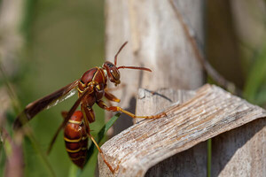 Pest Control Leichhardt Pic 5