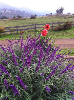 Stanton Bed And Breakfast Pic 3 - The garden