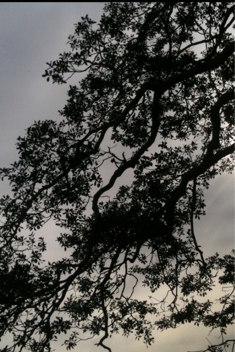 Centennial Park and Moore Park Trust Pic 1 - Beautiful trees