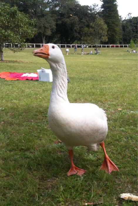 Centennial Park and Moore Park Trust Pic 2 - Quack quack Feed the ducks at the pond