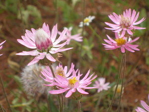 Geraldton Bus Tours Pic 5 - Geraldton Bus Tours Wildflower Day Tours