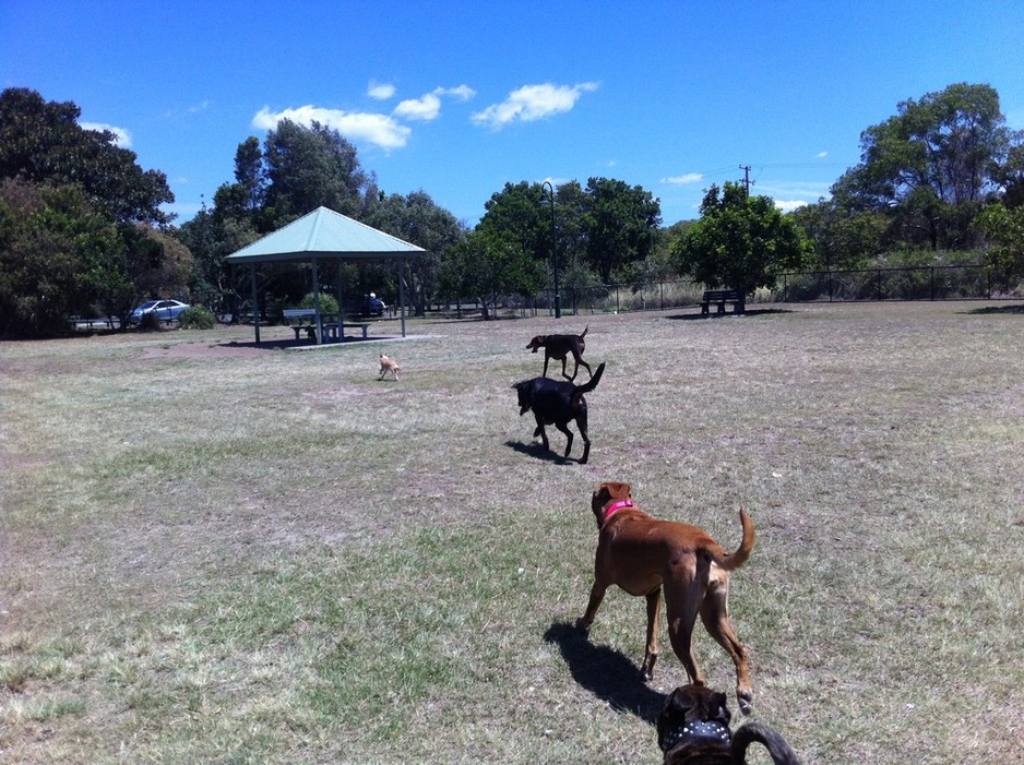 HOLLYWOOD DOG'S Pic 1 - DOG_DOGS_DOG GROOMING BRISBANE_DOG GROOMERS_PET GROOMING_PET GROOMERS BRISBANE_DOG DAY CARE_KENNELS_DOG BOARDING_DOG MINDING_DOG SITTING BRISBANE_DOG TRAINER_PET OBEDIENCE TRAINING