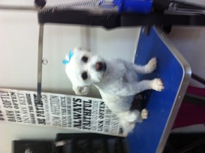 HOLLYWOOD DOG'S Pic 3 - DOG_DOGS_DOG GROOMING BRISBANE_DOG GROOMERS_PET GROOMING_PET GROOMERS BRISBANE_DOG DAY CARE_KENNELS_DOG BOARDING_DOG MINDING_DOG SITTING BRISBANE_DOG TRAINER_PET OBEDIENCE TRAINING