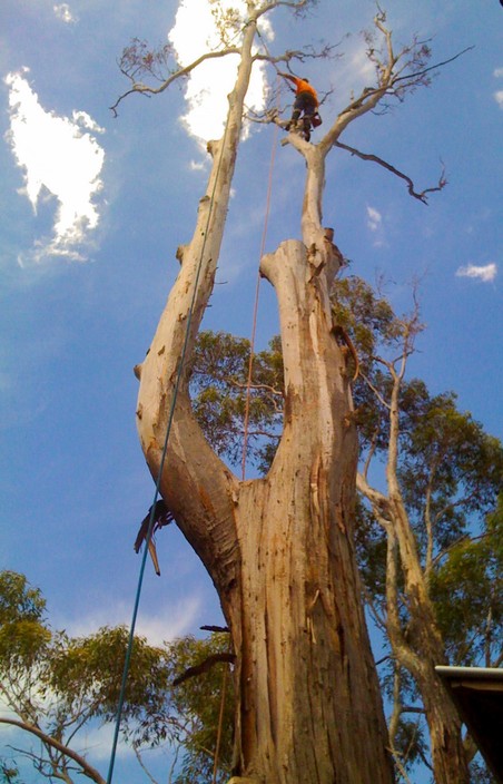 Peter Walton Tree Care Services Pic 1