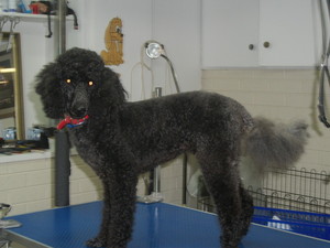 Pawfect Poodles & Poodles Breed Grooming Pic 2