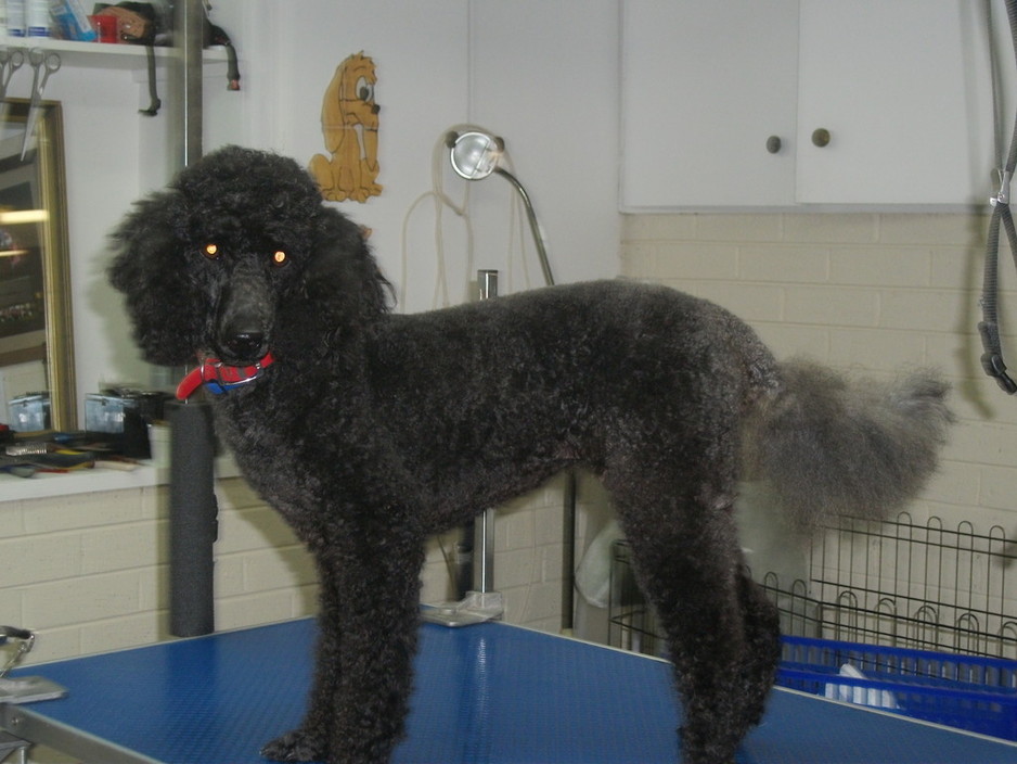 Pawfect Poodles & Poodles Breed Grooming Pic 1