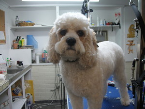 Pawfect Poodles & Poodles Breed Grooming Pic 4