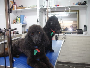 Pawfect Poodles & Poodles Breed Grooming Pic 3