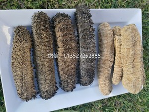 GB Australia Investment Pty Ltd Pic 3 - Wholesale dry sea cucumber