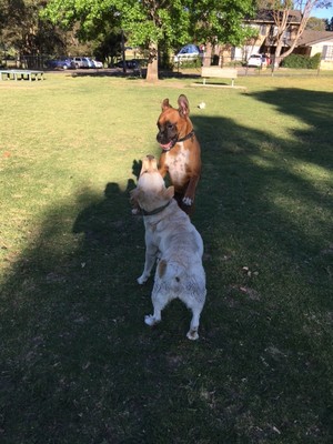 DOG TREK Pic 4 - Boxer fun