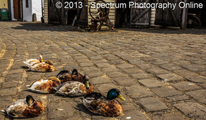 Spectrum Photography Online Pic 5