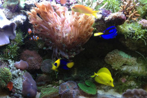 O'Kane Aquariums Pic 4