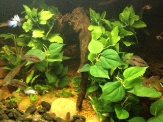 O'Kane Aquariums Pic 1