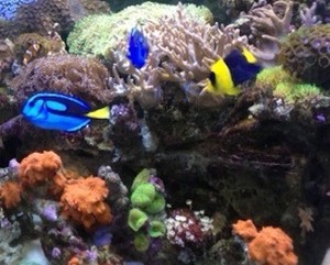 O'Kane Aquariums Pic 3