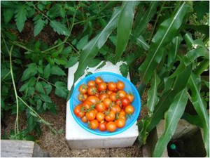 Chop-A-Weed Pic 2 - fresh tomatoes from your own garden