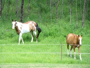 Chop-A-Weed Pic 3 - temporary or permenant fencing for the horses