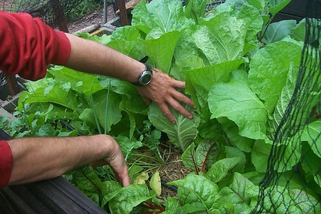 Chop-A-Weed Pic 1 - we can help you get started with your own veggies patch