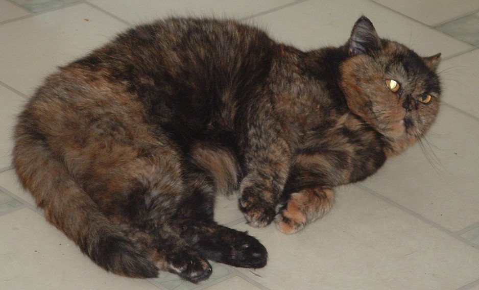 Seki Cattery Pic 1 - FOR ADOPTION Blossum is a Tortie Shorthaired Persion