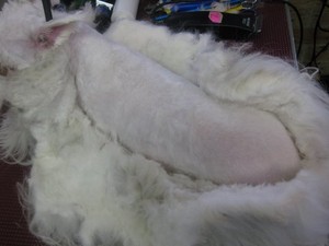 Petite Poodle Parlour Pic 2 - matted coats are carefully shaved