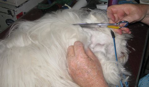 Petite Poodle Parlour Pic 1 - this time of the year we get a lot of dogs in ths condition