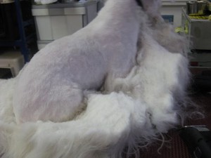 Petite Poodle Parlour Pic 3 - with lots of tlc