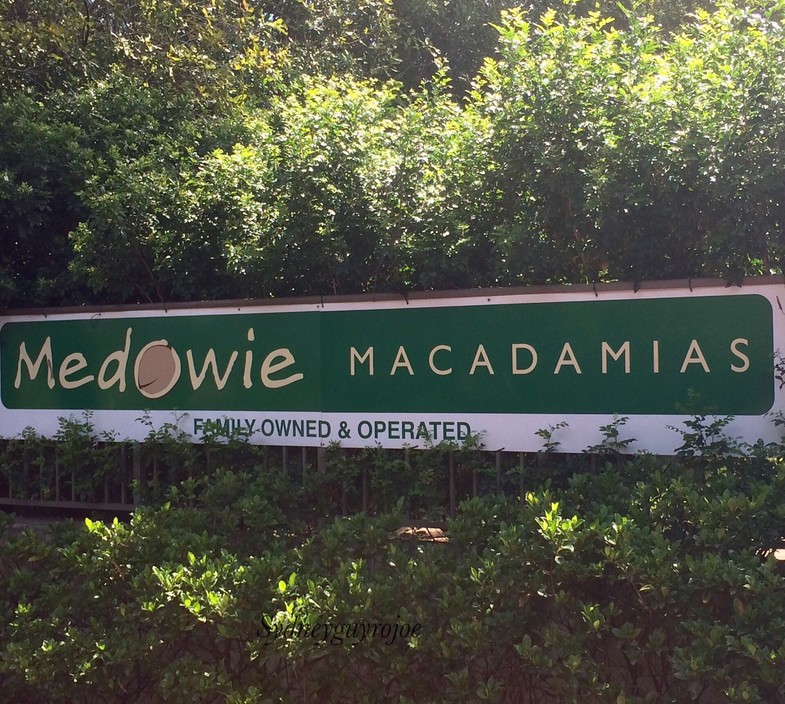 Medowie Macadamias Pic 1