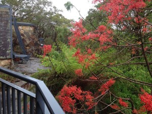 Studio Cottages-Romantic Hideaway Pic 5 - Vie from Treetops