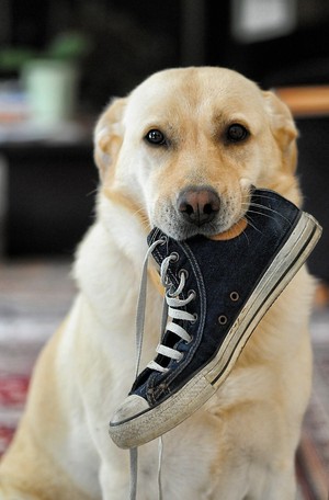 Janine's Dog Etiquette Training Pic 2 - Always ensure your dog has a good supply of toys to play with and keep your shoes in the wardrobe