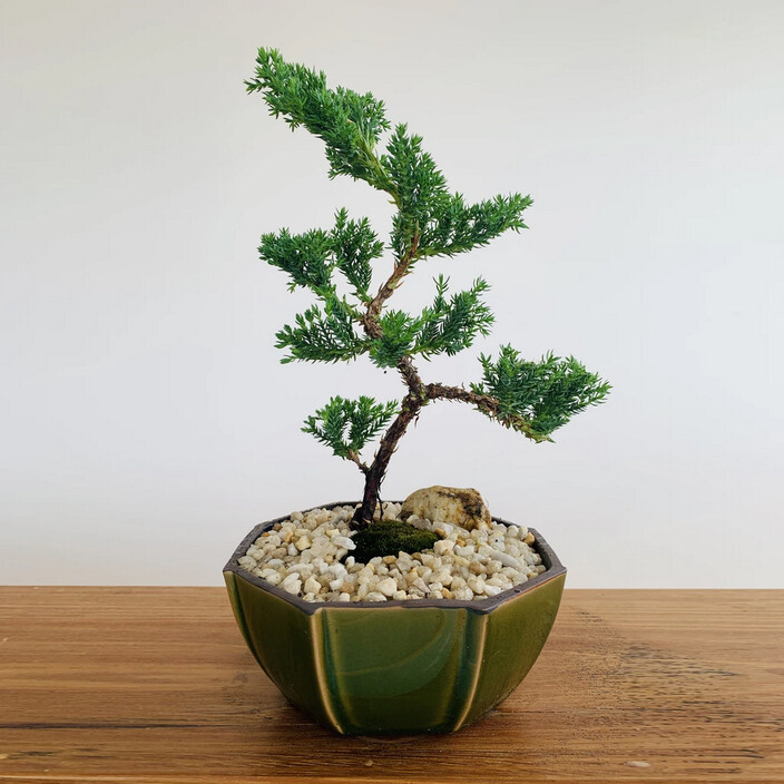 Bonsai Boy Pic 1