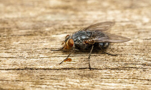 Flies Control Perth Pic 5